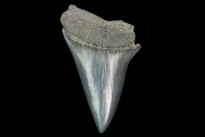Fossil Mako Shark Tooth - South Carolina #128756